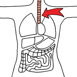 Oesophage